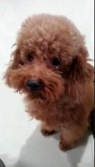 爆料泰迪是谁说的话视频,网络爆料视频背后的惊人真相  第3张